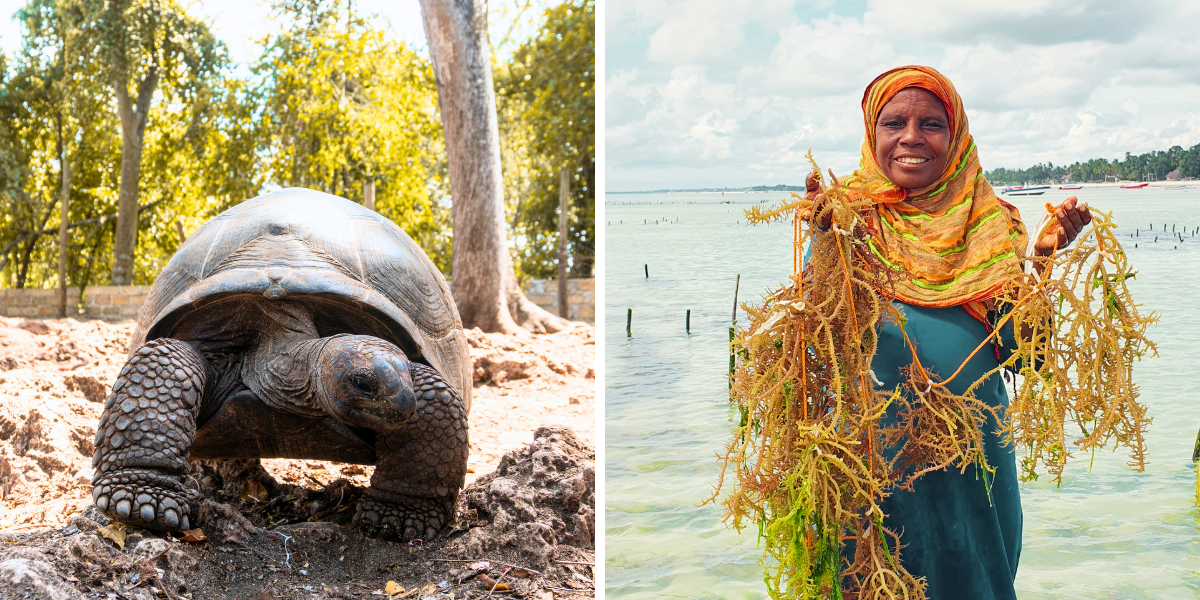 Rencontre avec les tortues et les locaux 