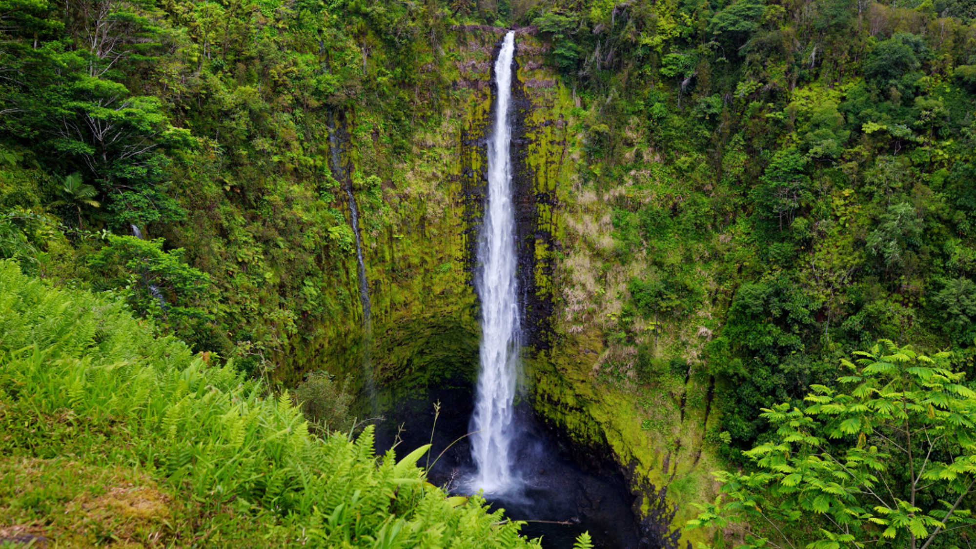 Entre nature luxuriante...