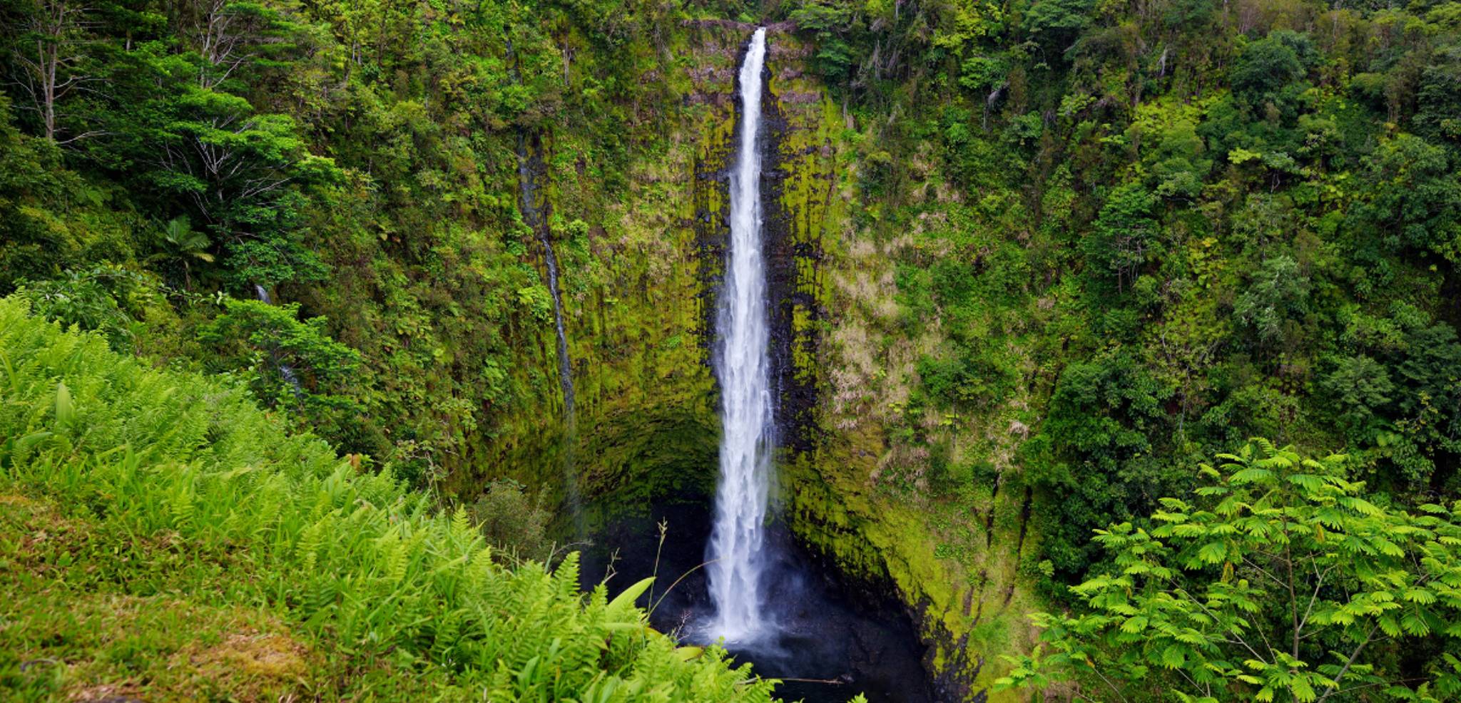 Entre nature luxuriante...
