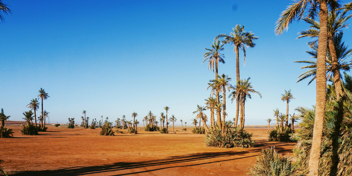 Au coeur de la Palmeraie de Marrakech 