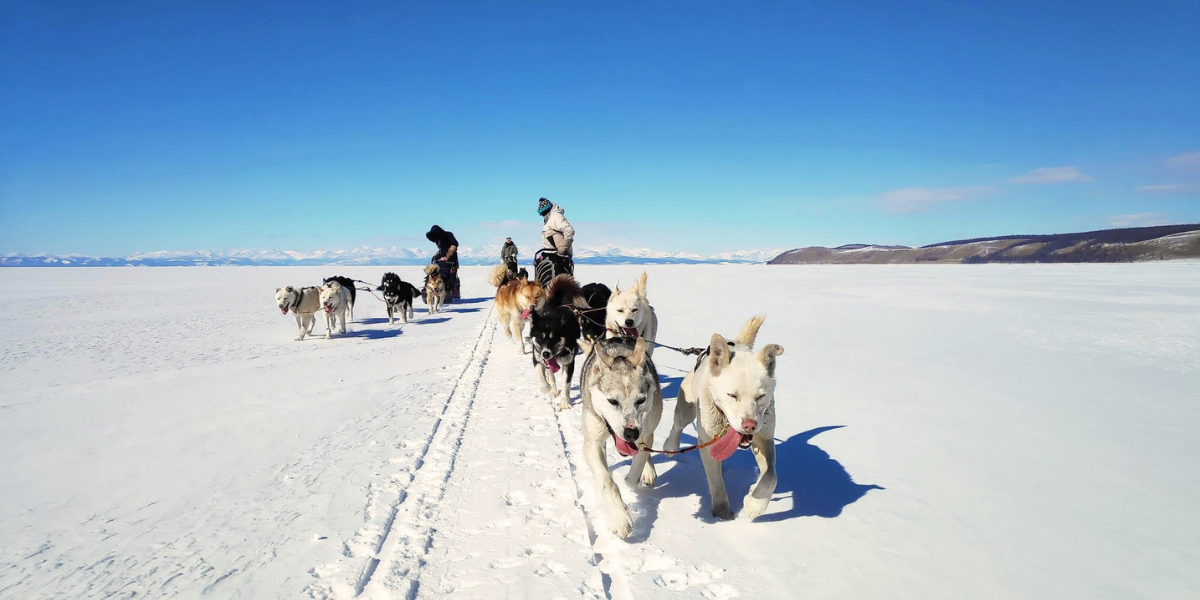 Traîneau à chiens, Mongolie