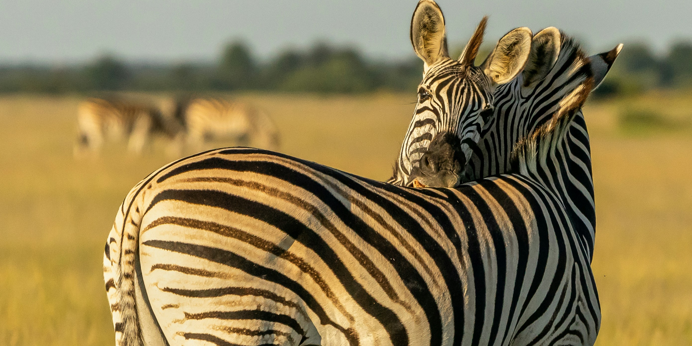 Parc national de Chobe, Botswana