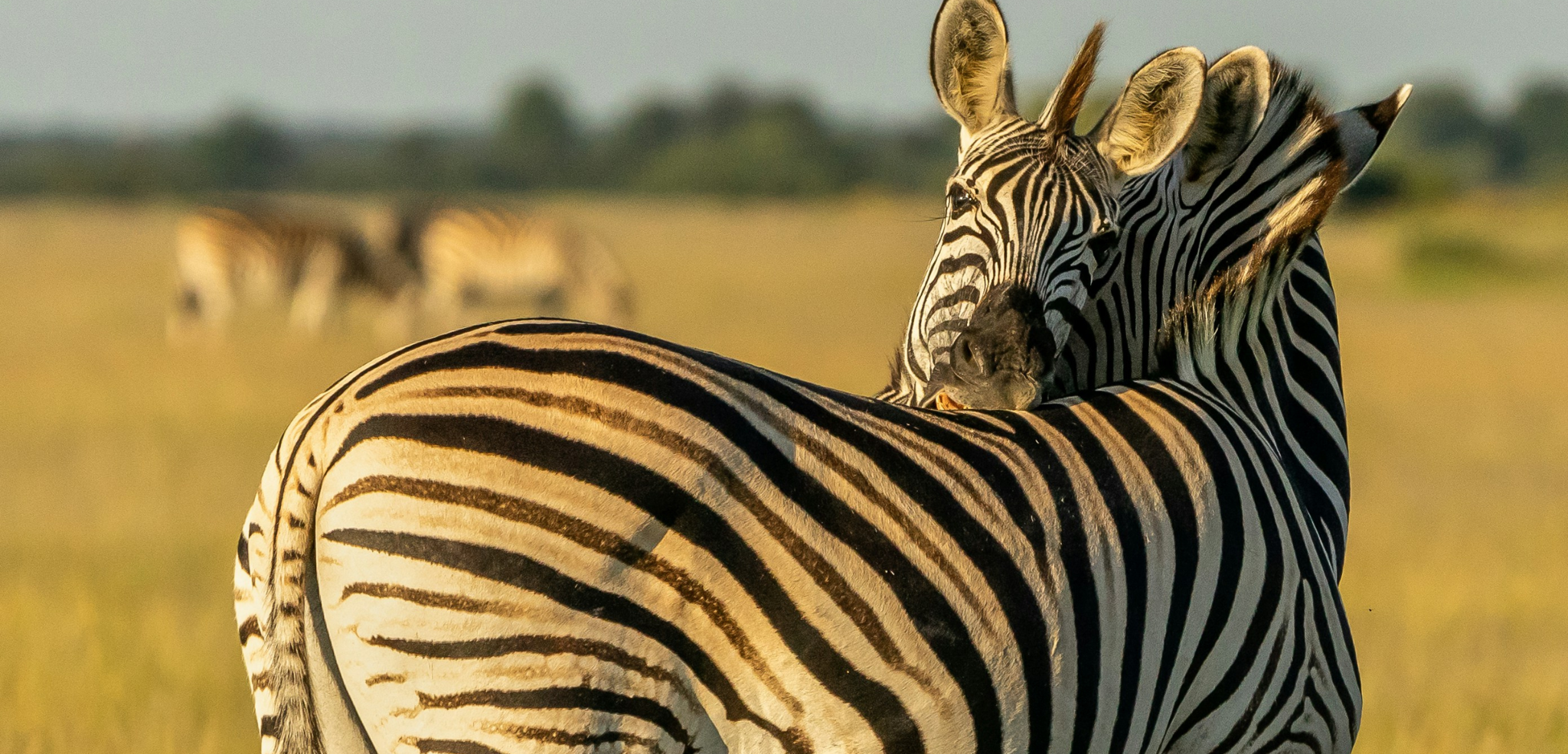 Parc national de Chobe, Botswana