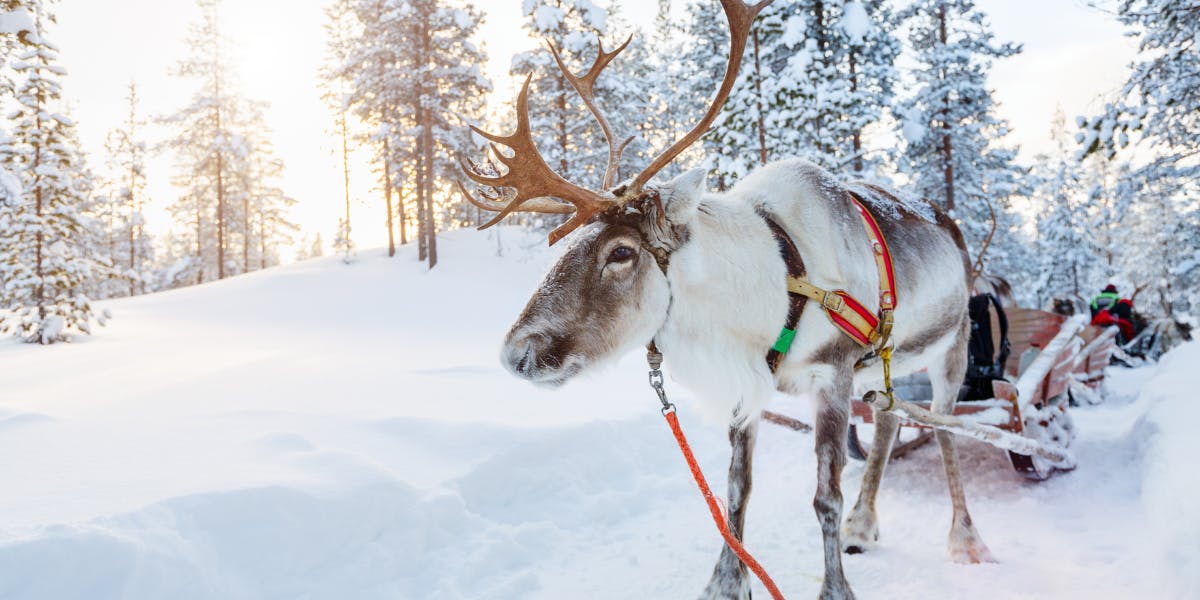 Avec petit tour de traineau