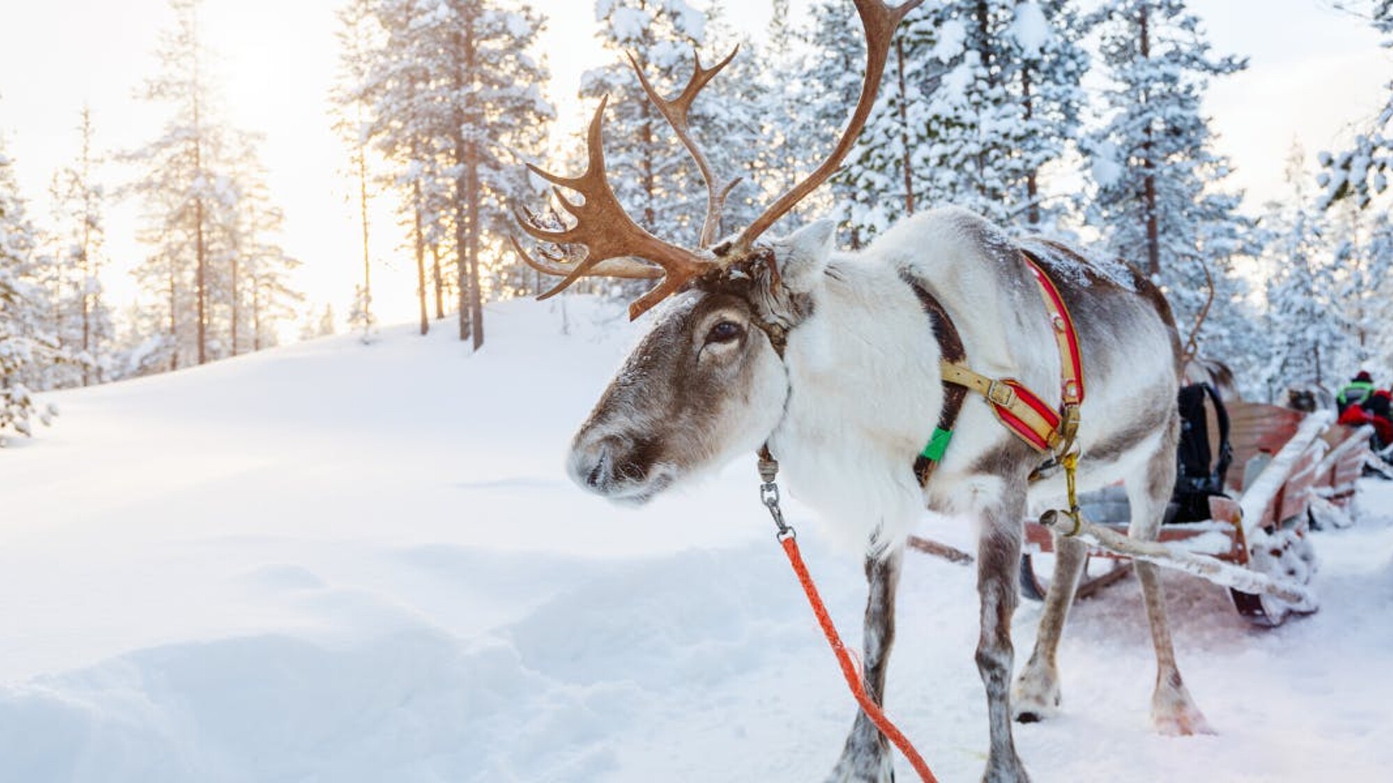 Avec petit tour de traineau