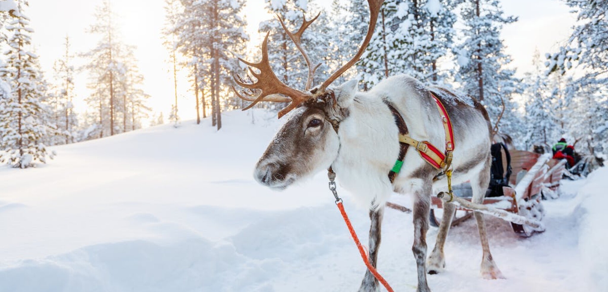 Avec petit tour de traineau