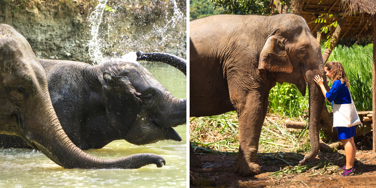 Une rencontre complice, avec l'animal sacré d'Asie !