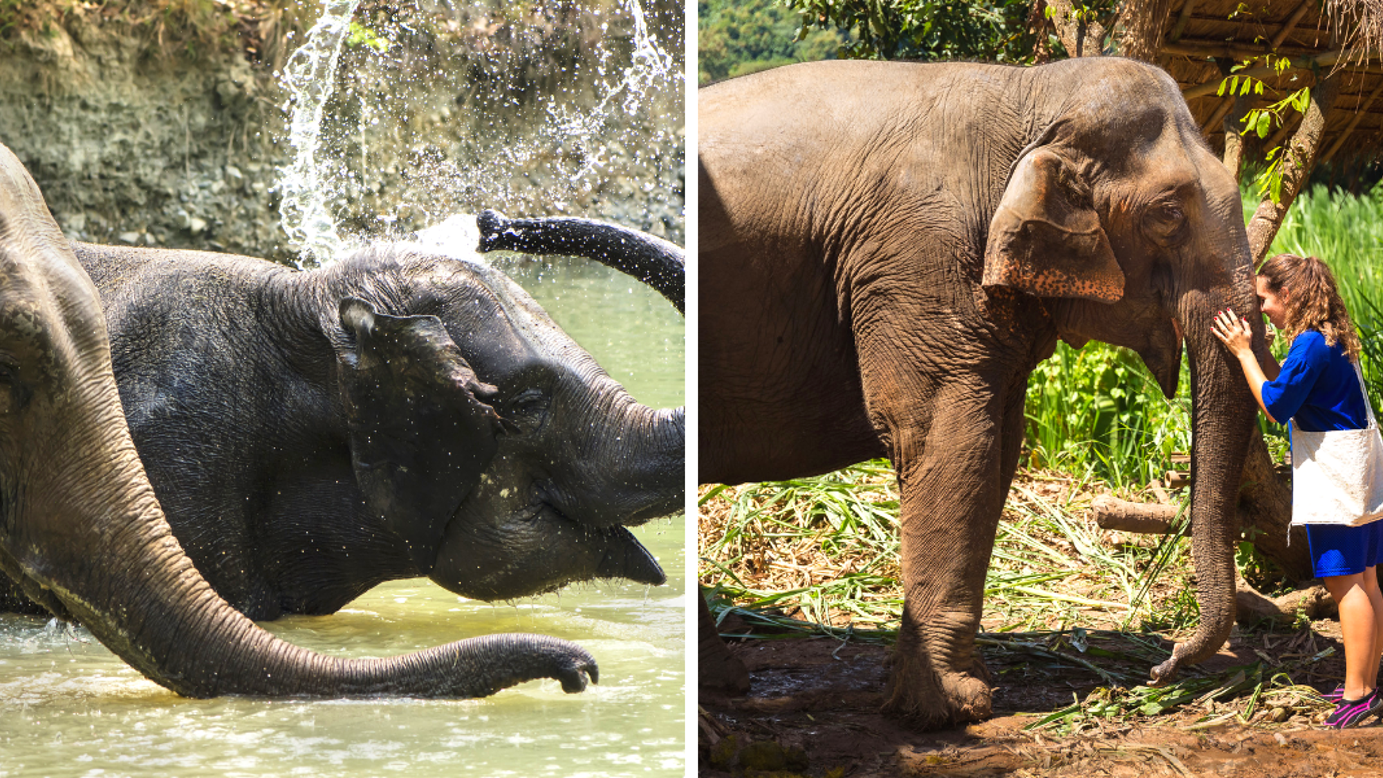 Une rencontre complice, avec l'animal sacré d'Asie !