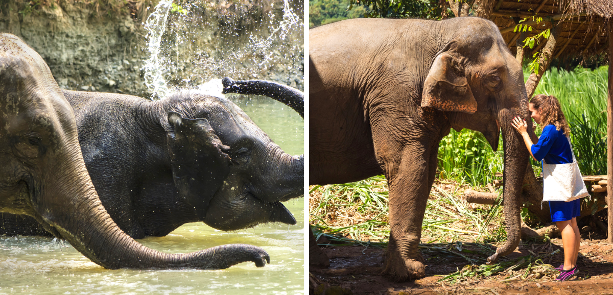 Une rencontre complice, avec l'animal sacré d'Asie !
