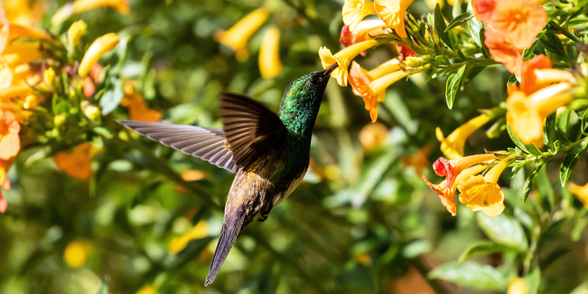 La rencontre avec la faune et la flore 