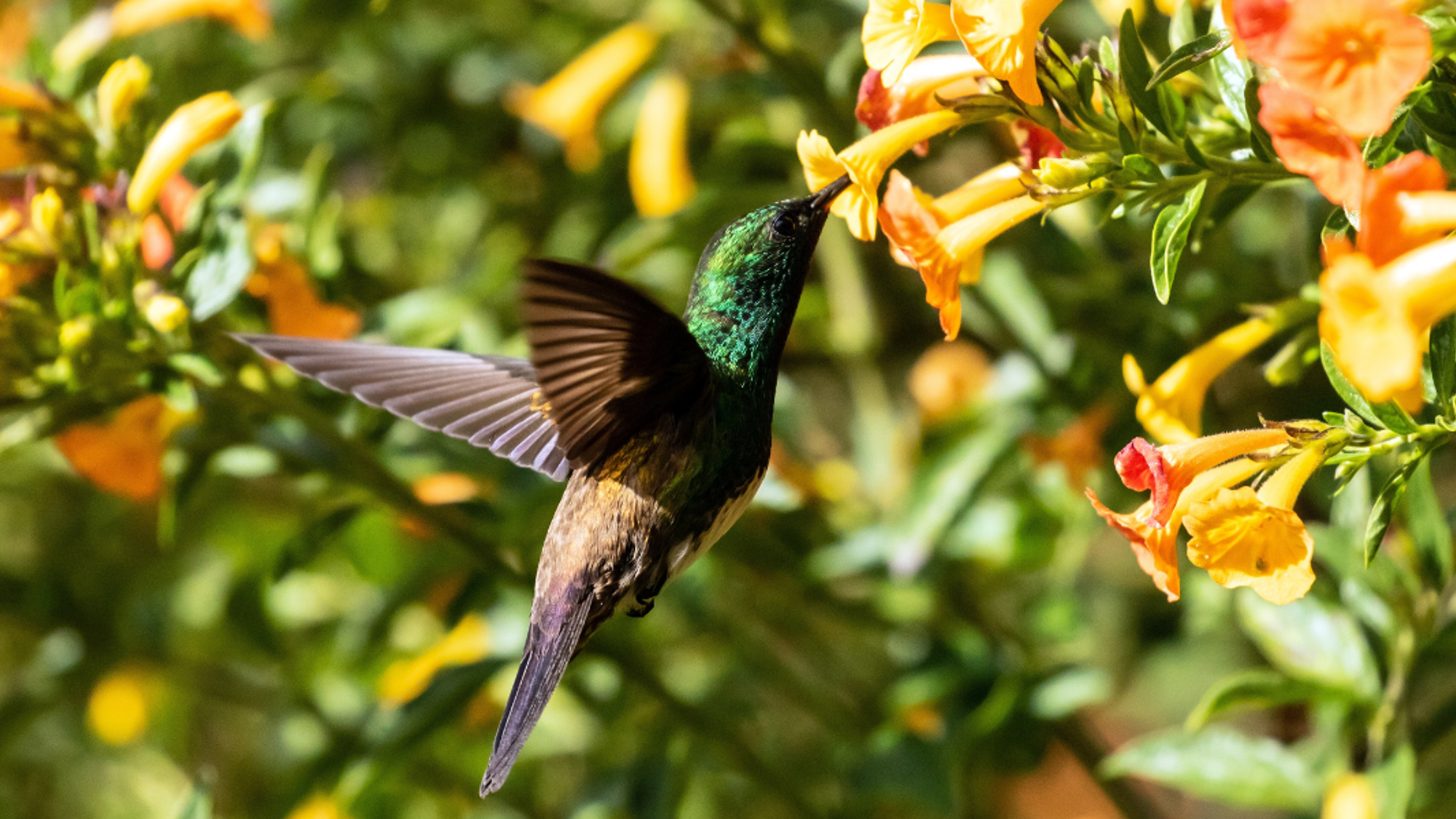 La rencontre avec la faune et la flore