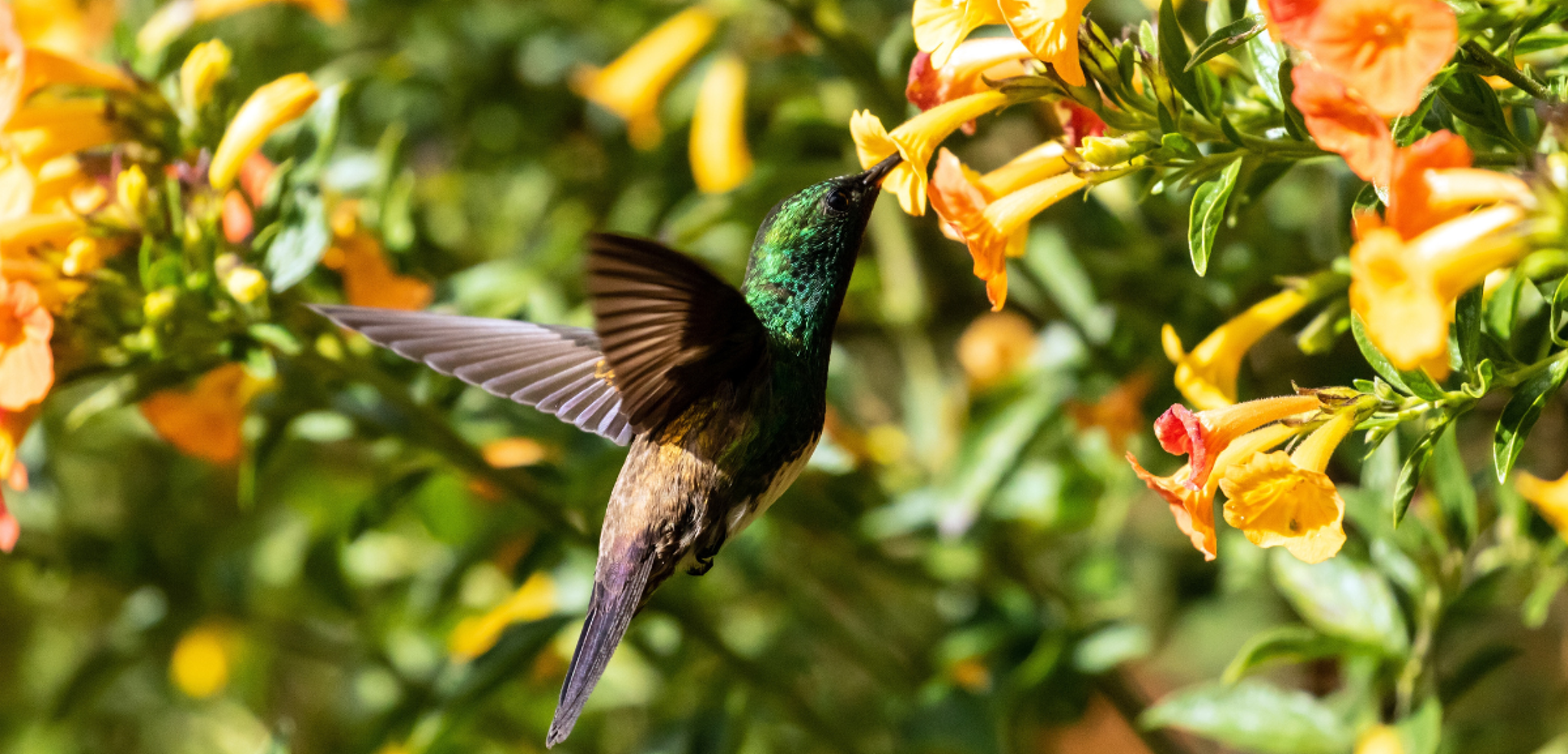 La rencontre avec la faune et la flore