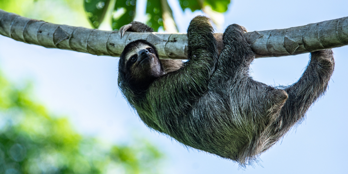 Les paresseux cachés dans les arbres 