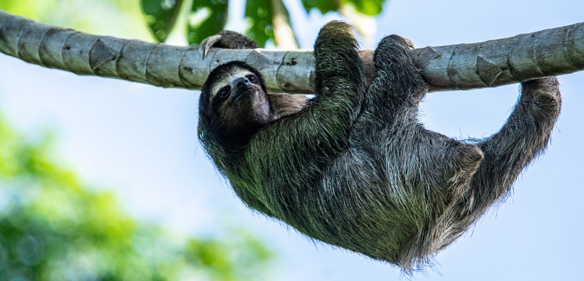 Les paresseux cachés dans les arbres