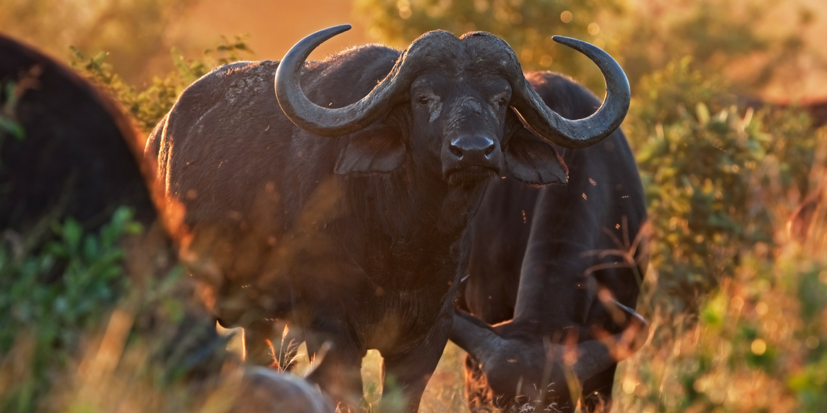 Les buffles