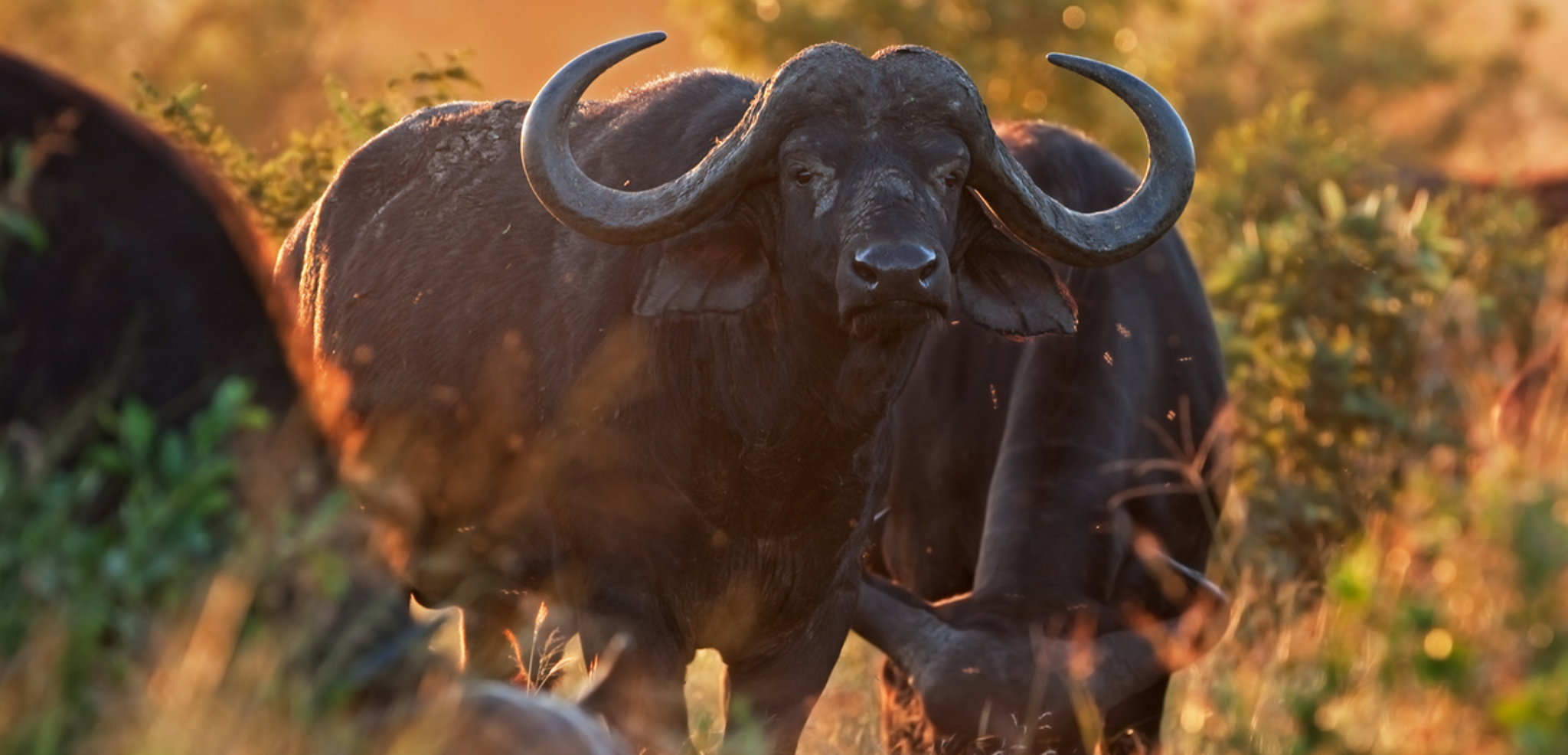 Les buffles