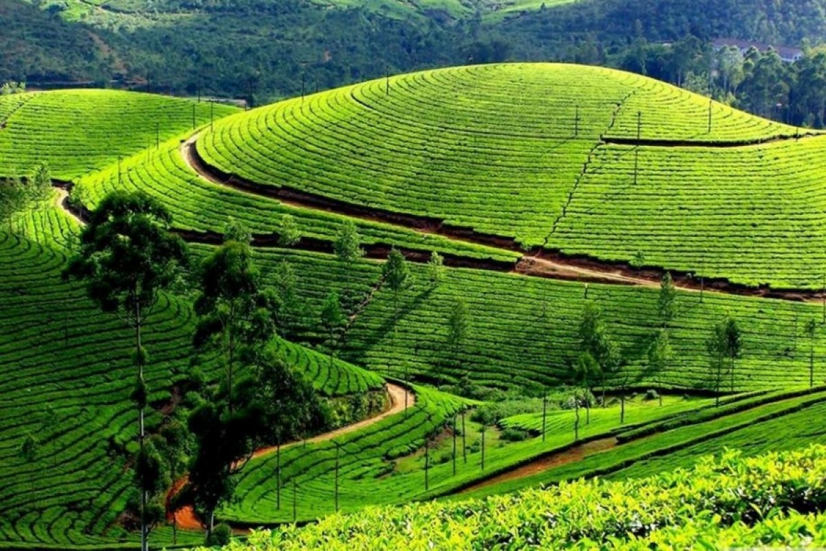 Les plantations de café du Kerala