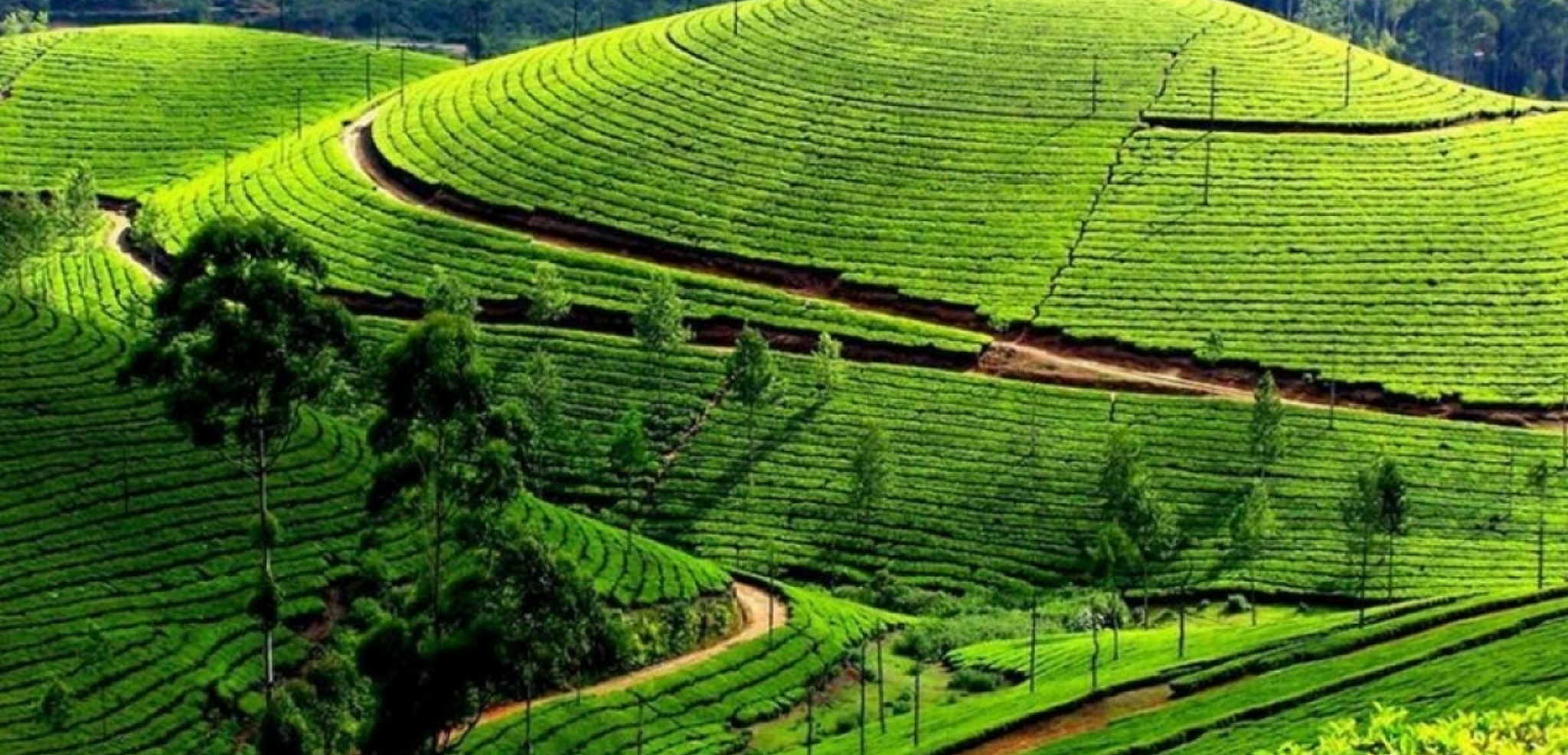 Les plantations de café du Kerala