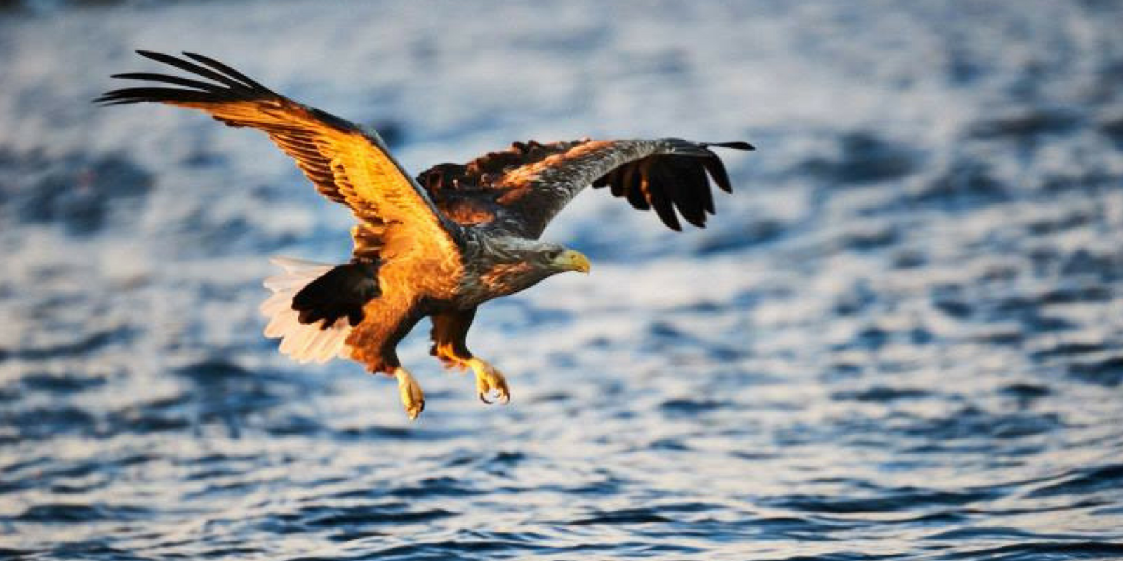 Rencontrez les aigles de mer (@Ian Robins)