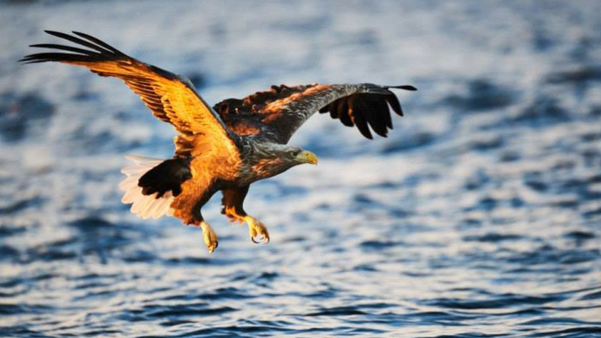 Rencontrez les aigles de mer (@Ian Robins)