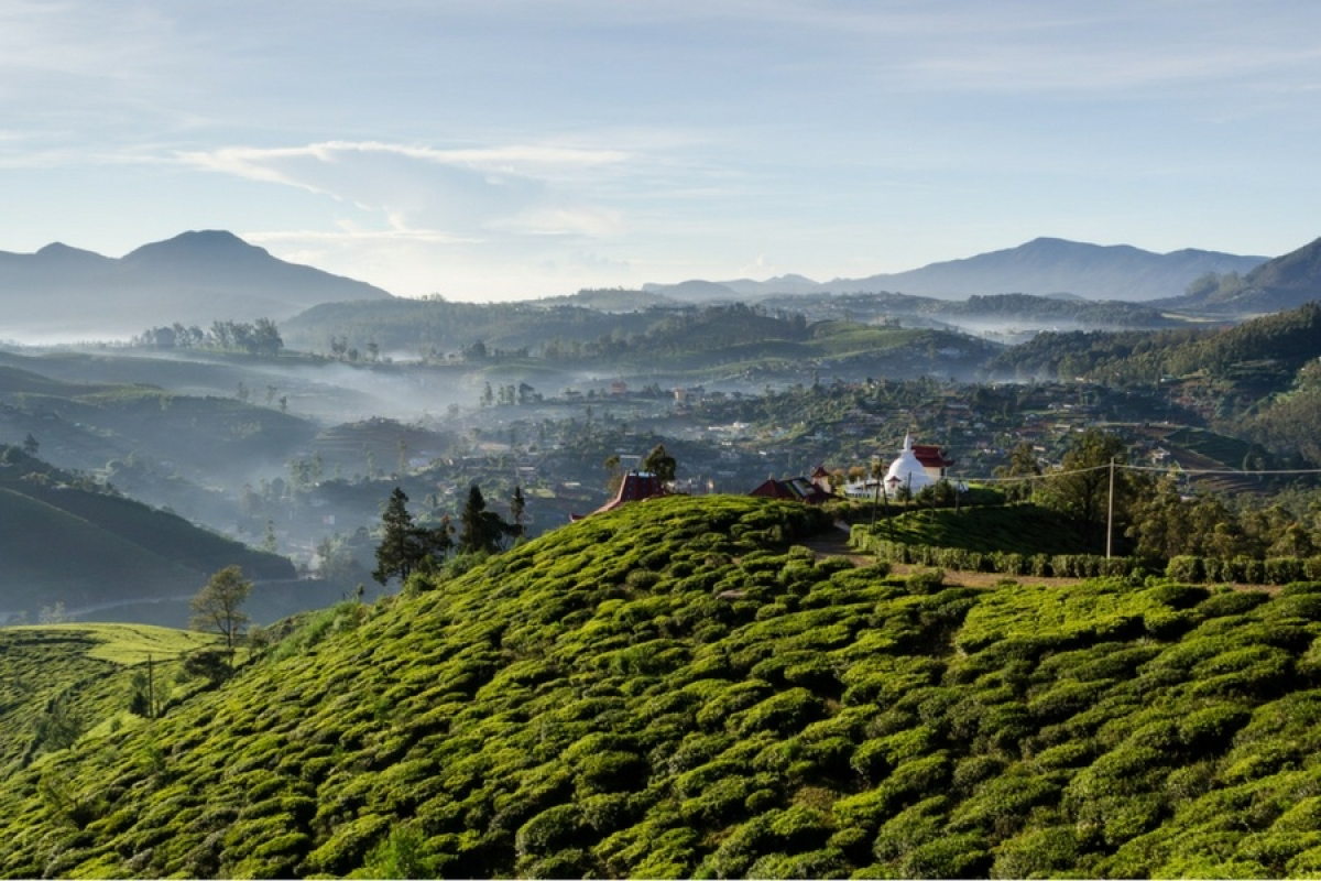 S'émerveiller devant les plantations de thé