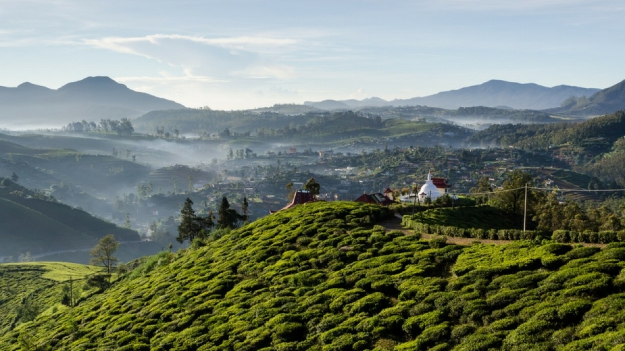 S'émerveiller devant les plantations de thé