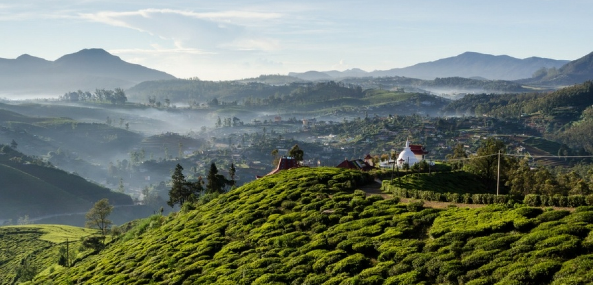 S'émerveiller devant les plantations de thé