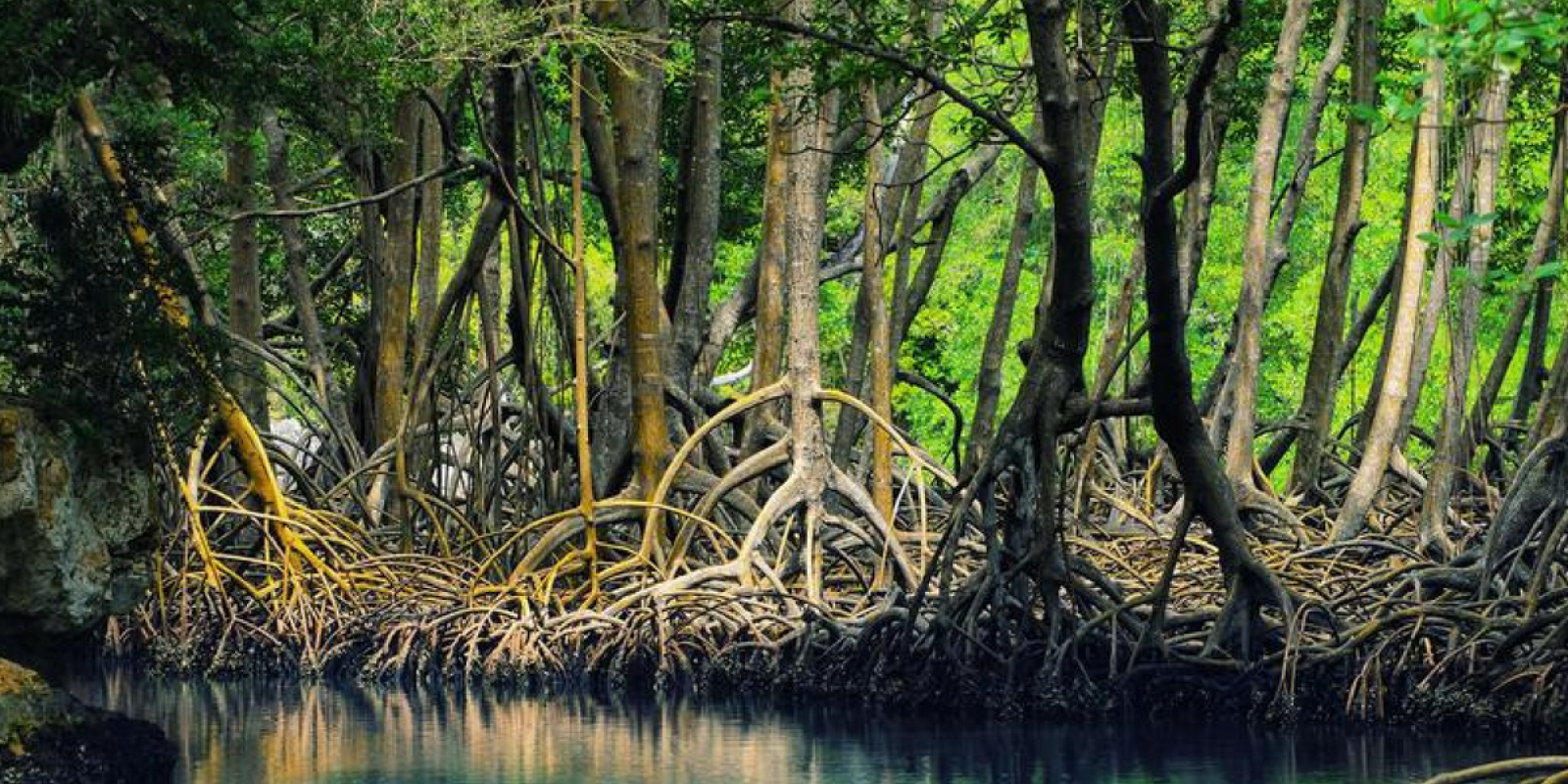 les mangroves protégées