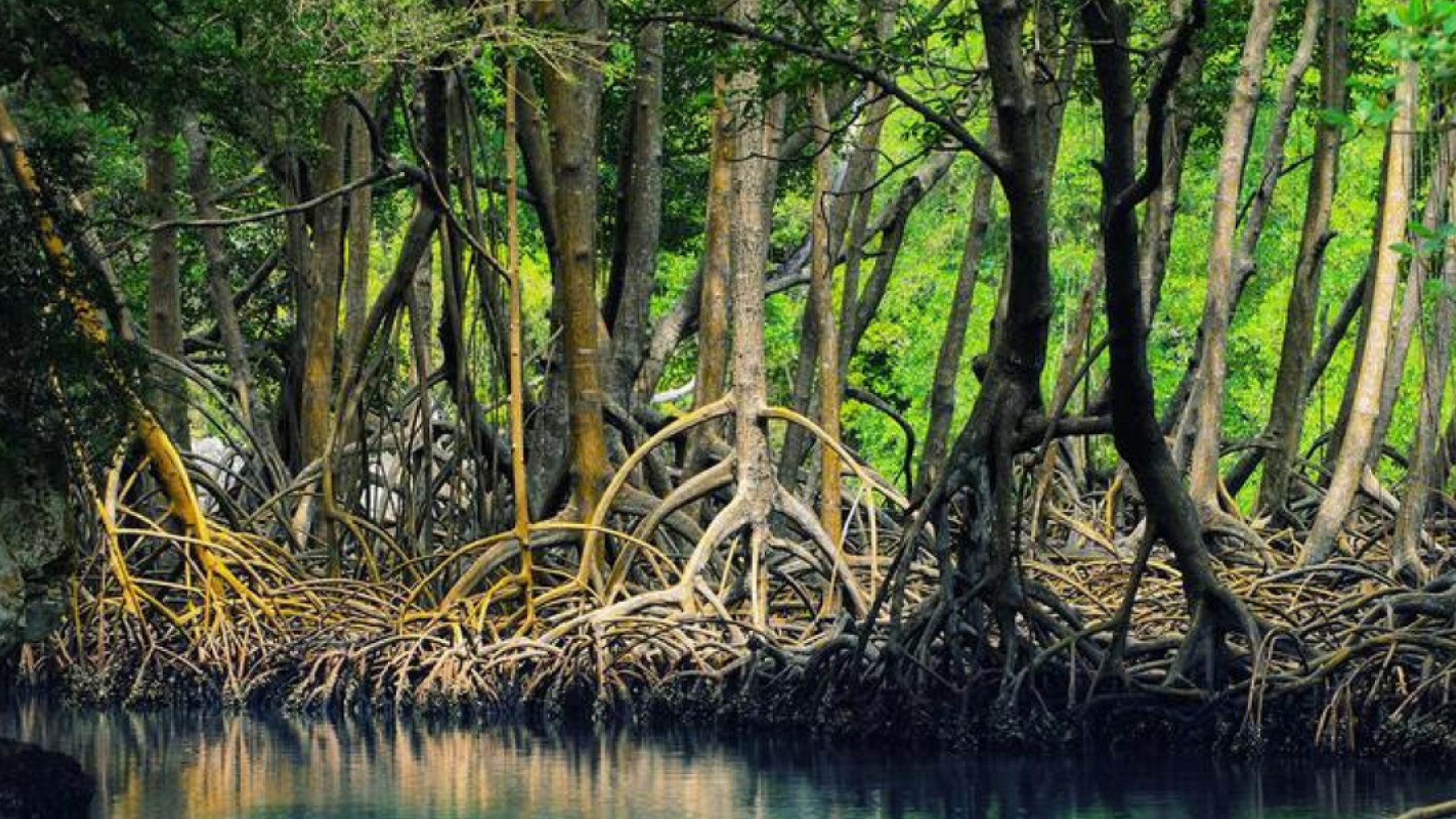 les mangroves protégées