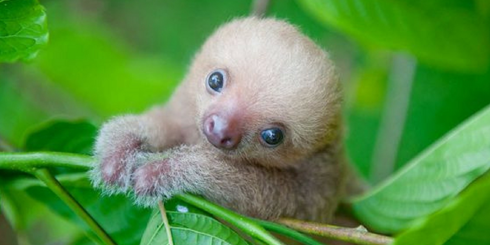 Bienvenue au pays des paresseux