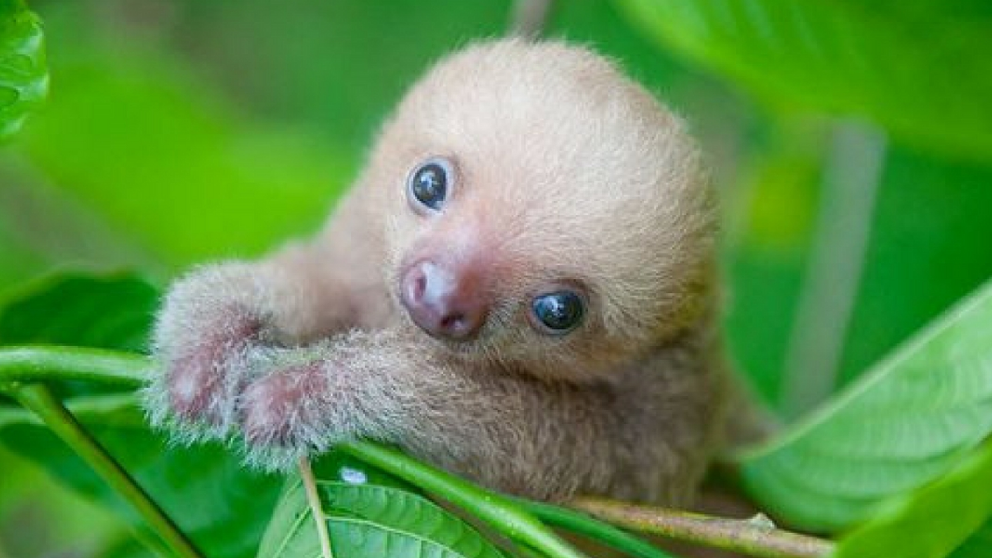 Bienvenue au pays des paresseux