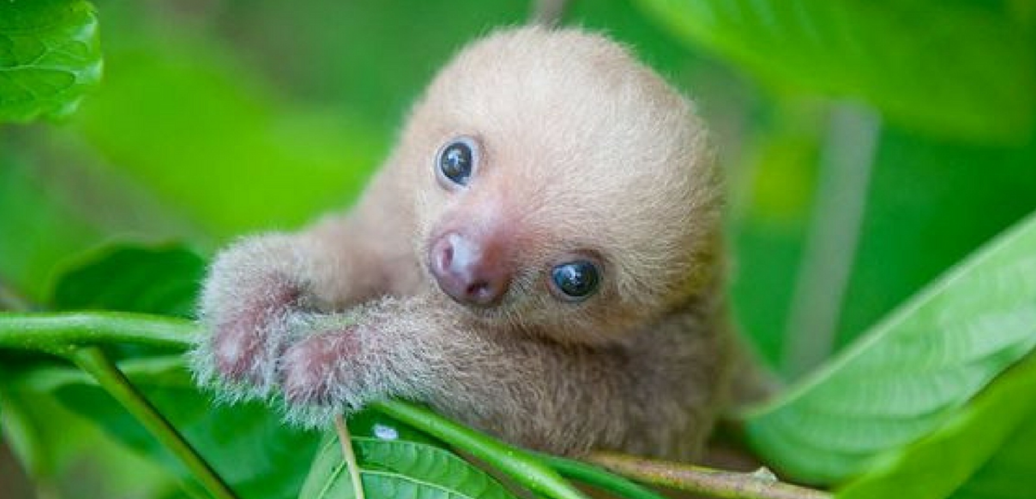 Bienvenue au pays des paresseux