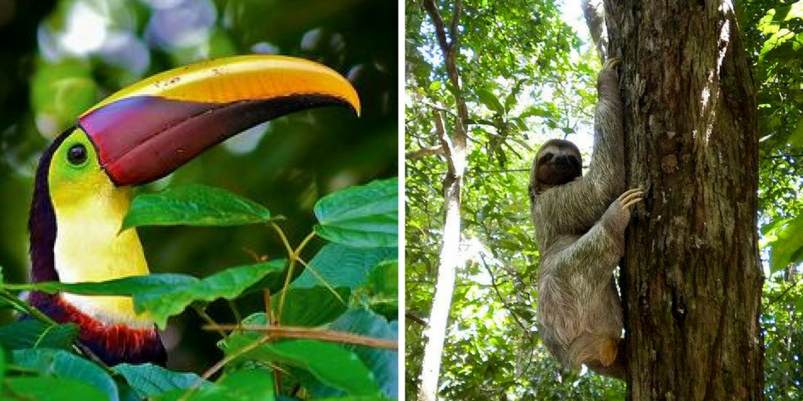 Découvrez la faune du pays ! 