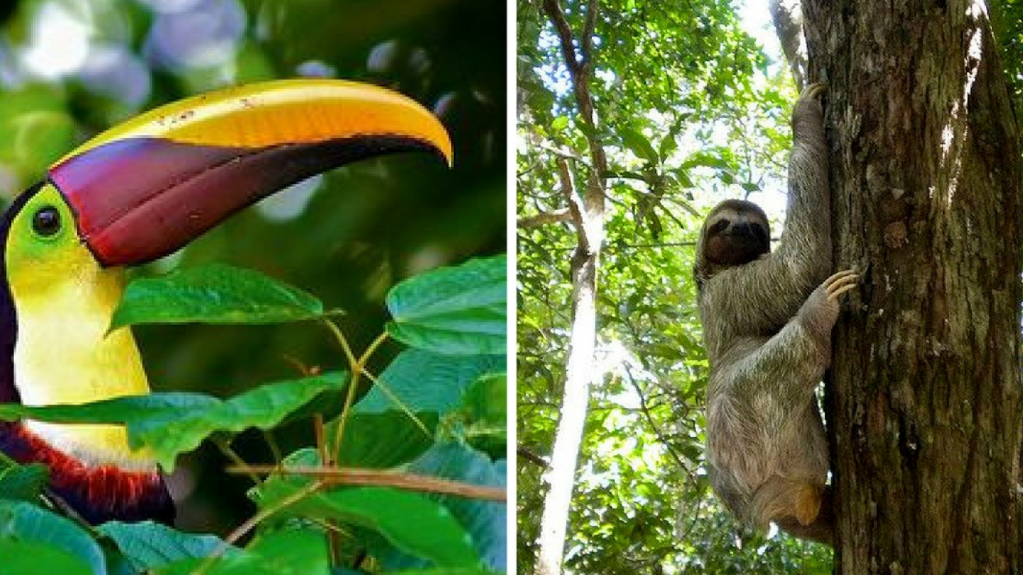 Découvrez la faune du pays !
