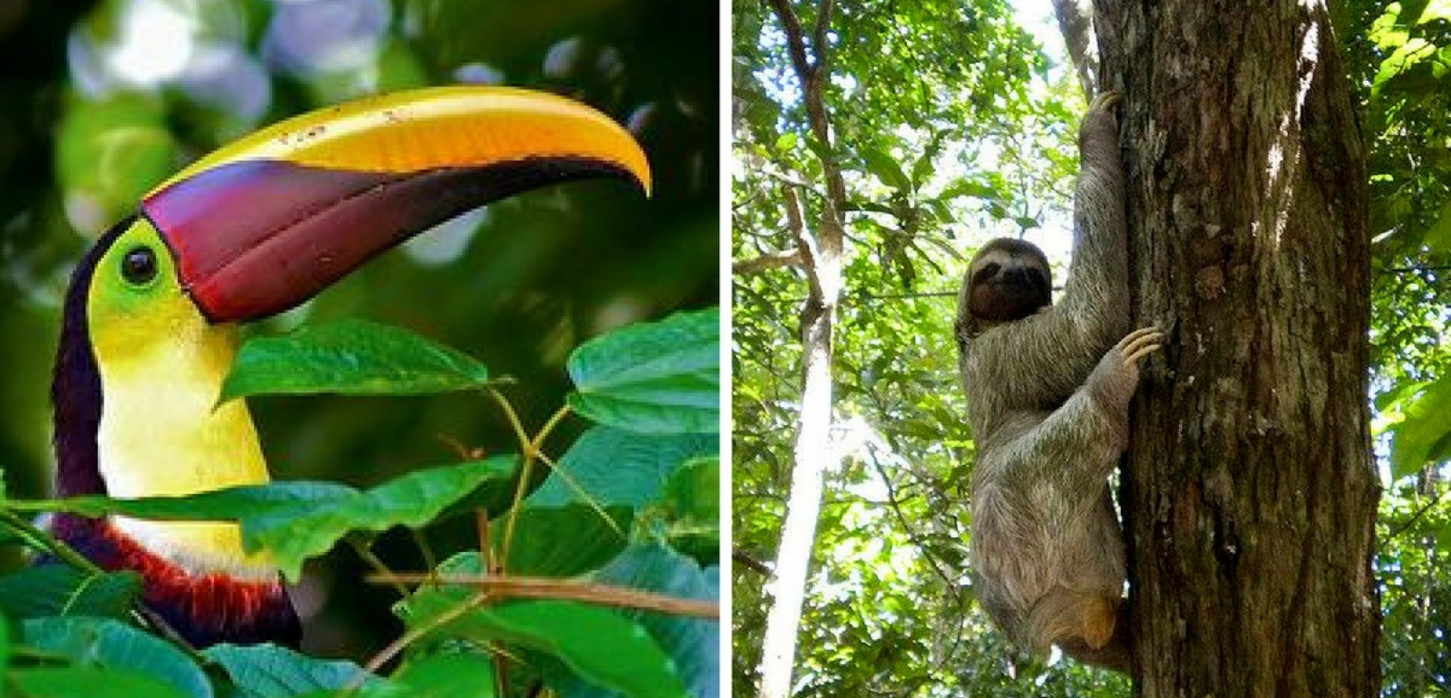 Découvrez la faune du pays !