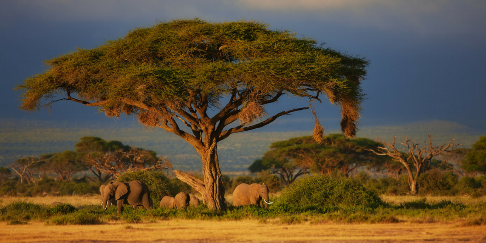 Observez les animaux en liberté dans la savane