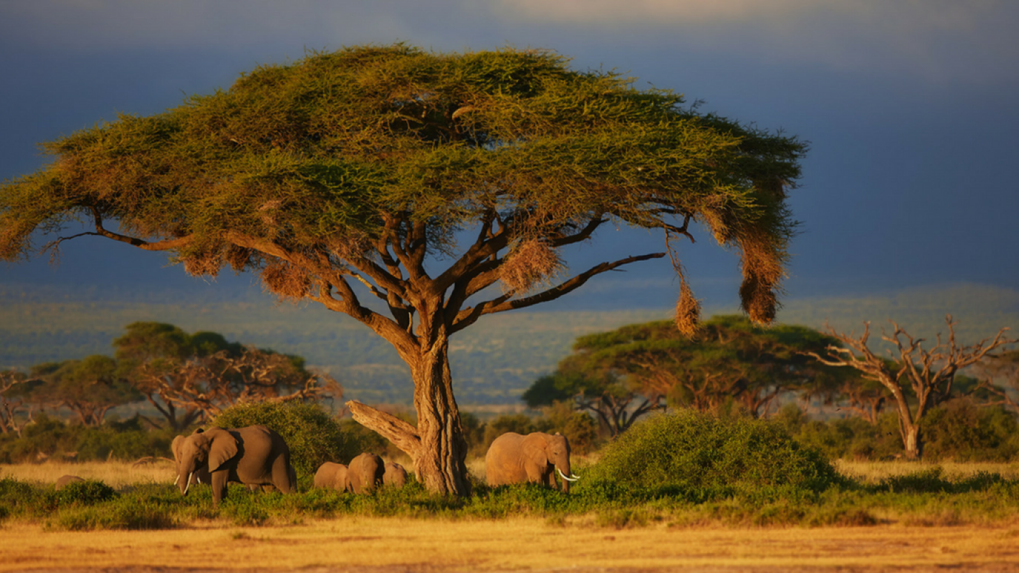 Observez les animaux en liberté dans la savane