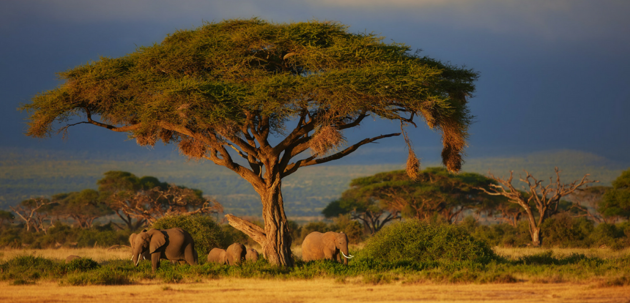 Observez les animaux en liberté dans la savane