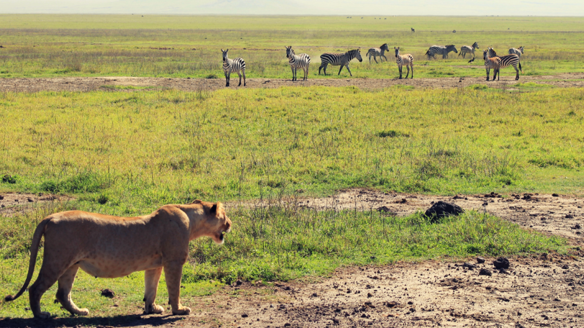 en liberté dans la savane