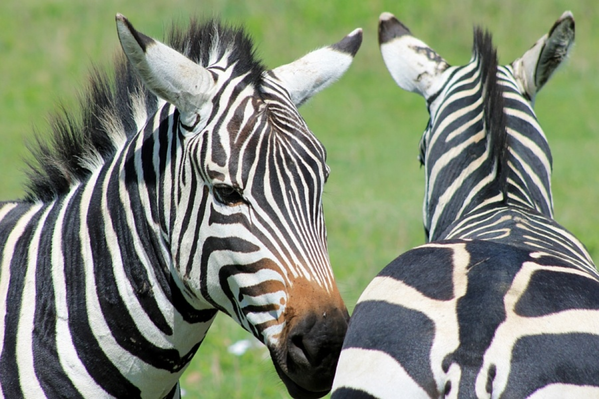 Bienvenue en Tanzanie ! 