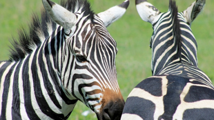 Bienvenue en Tanzanie !