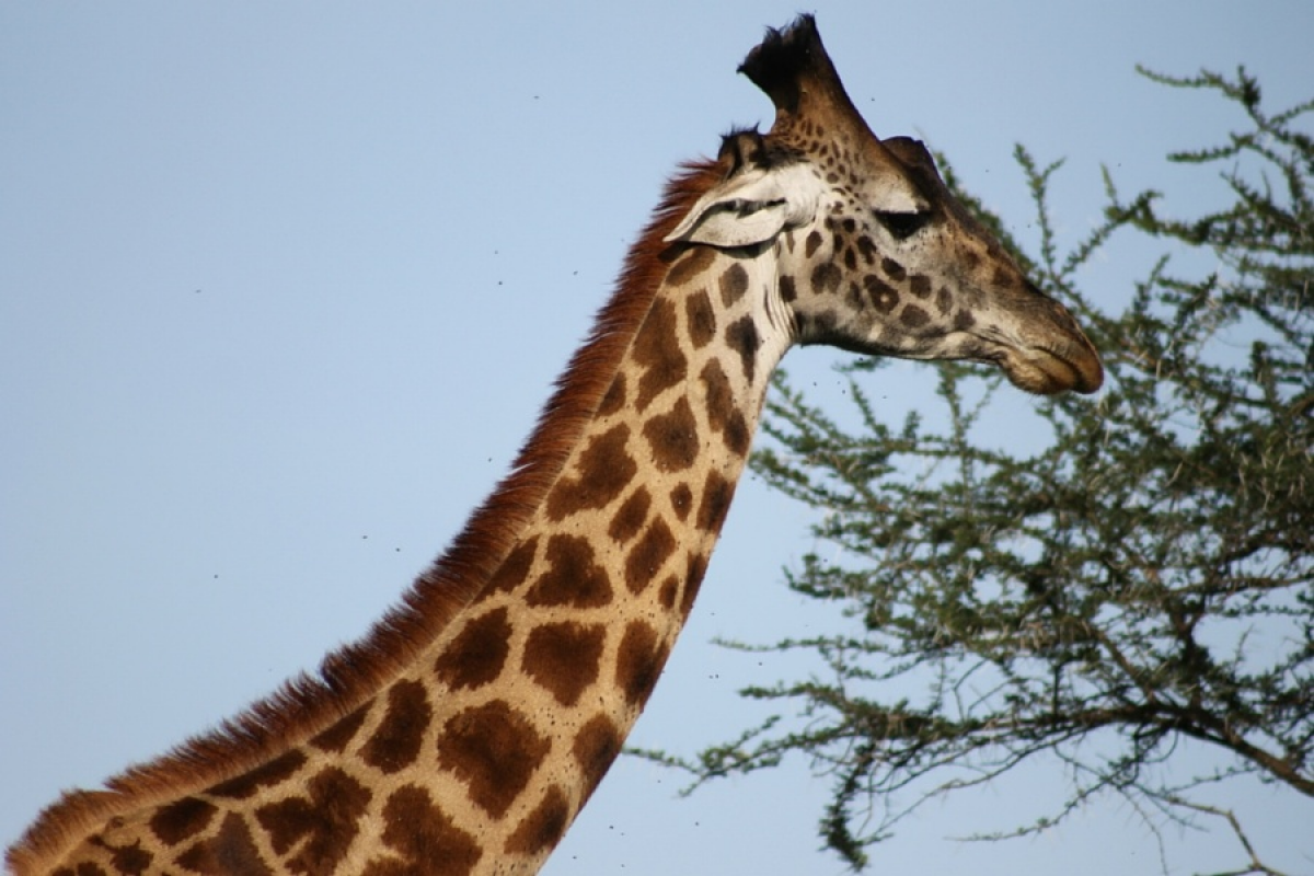Observez les animaux en liberté dans la savane