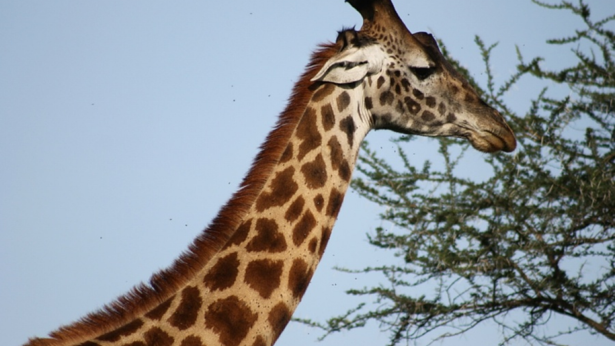 Observez les animaux en liberté dans la savane