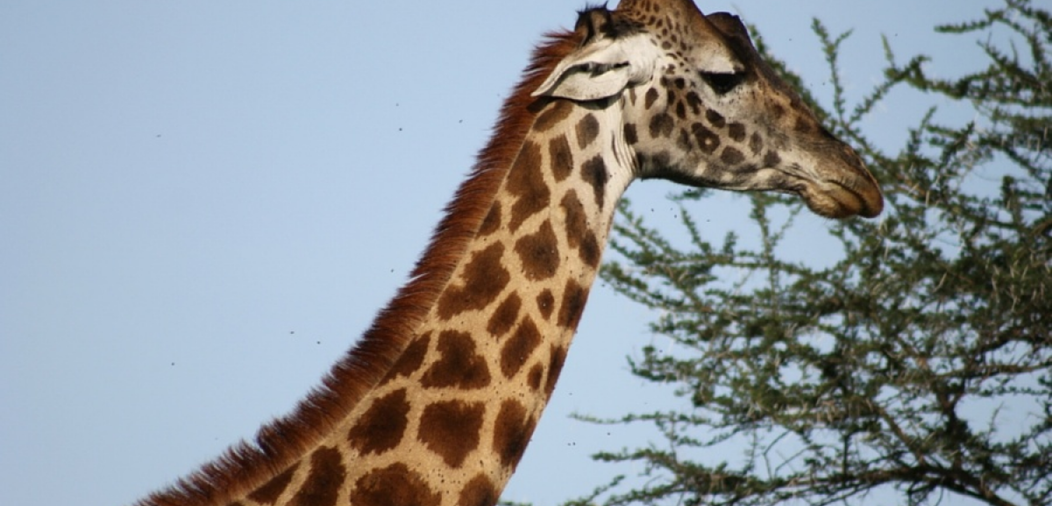 Observez les animaux en liberté dans la savane