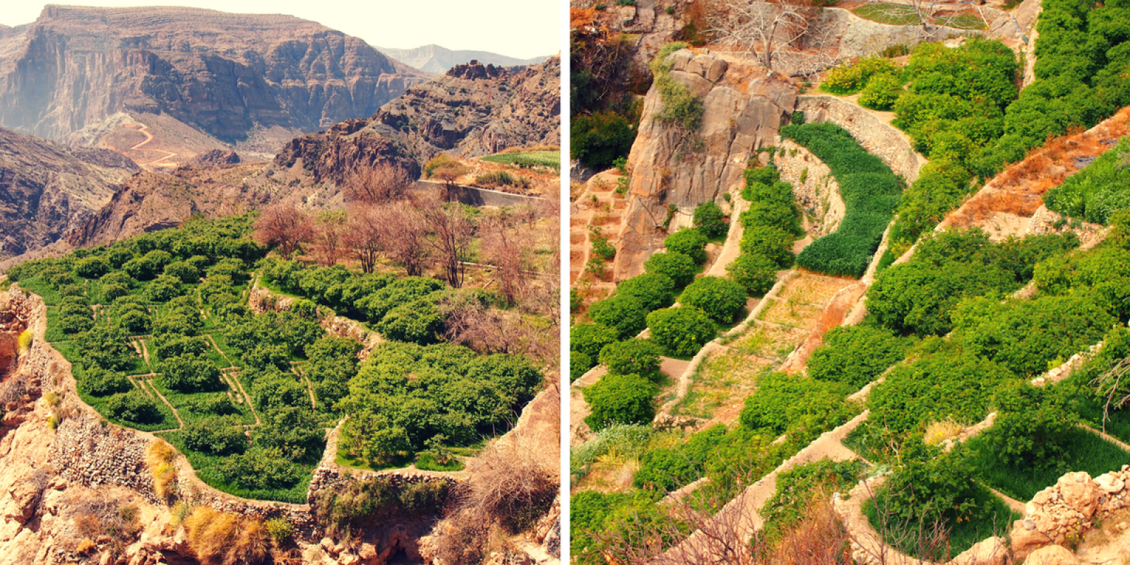 Cultures en terrasses de Jabal Al Akhdar