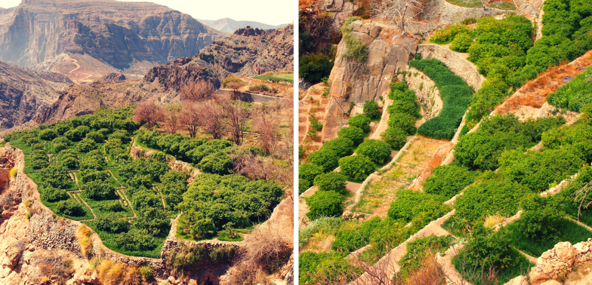 Cultures en terrasses de Jabal Al Akhdar