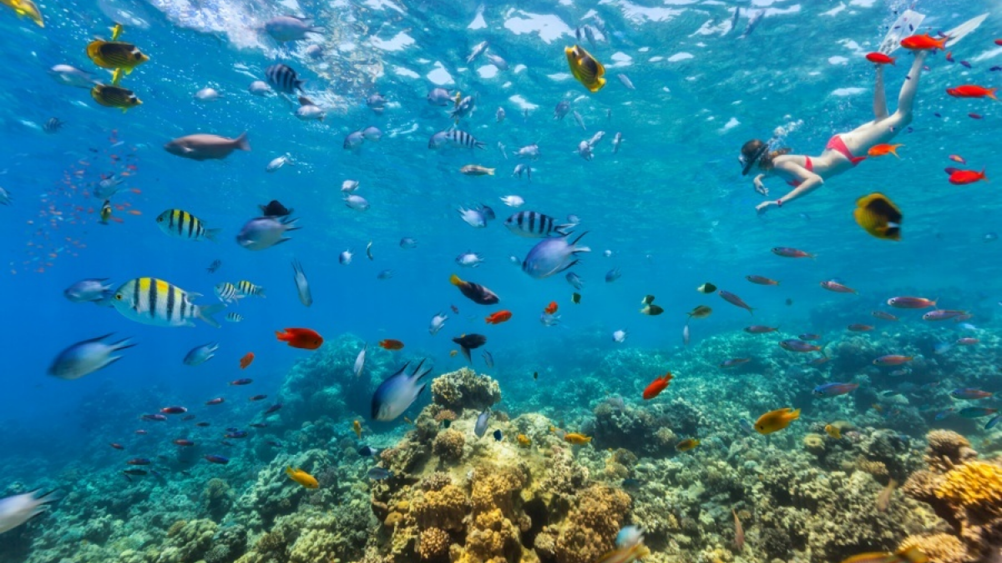 Des fonds coraliens, plus sublimes que jamais