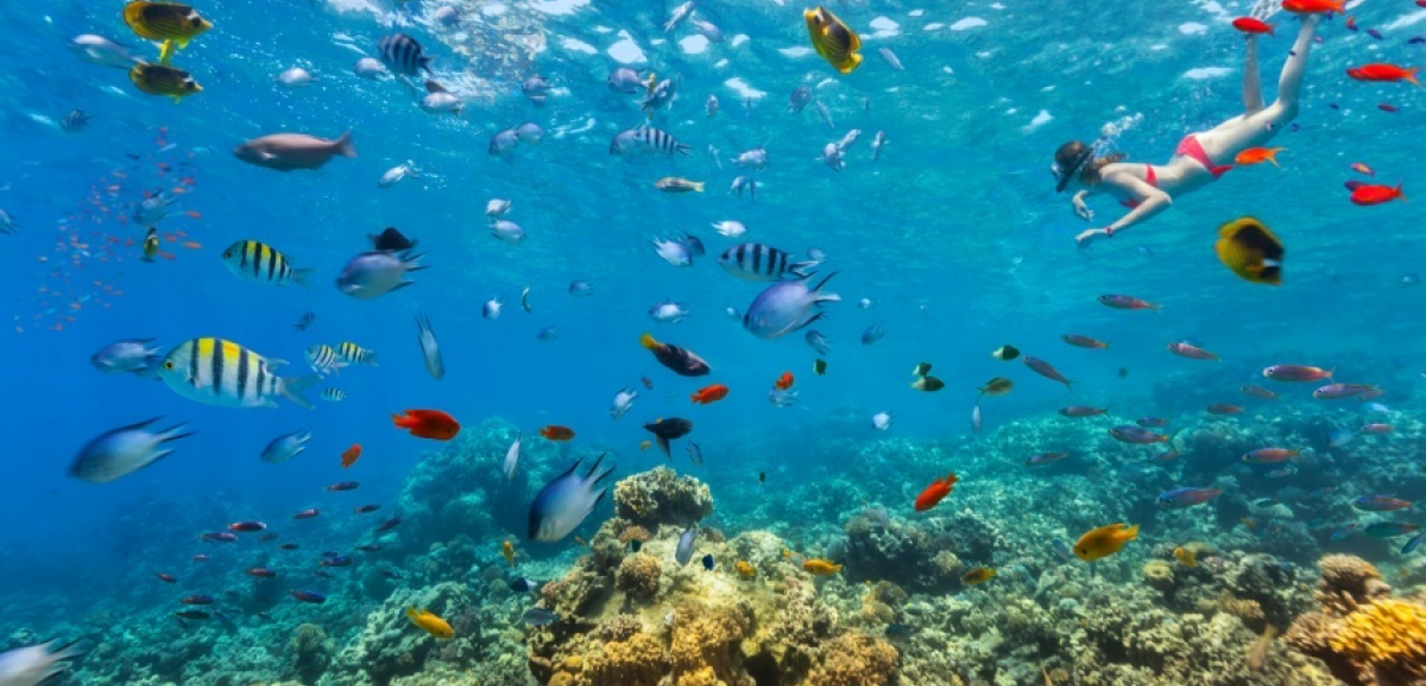 Des fonds coraliens, plus sublimes que jamais