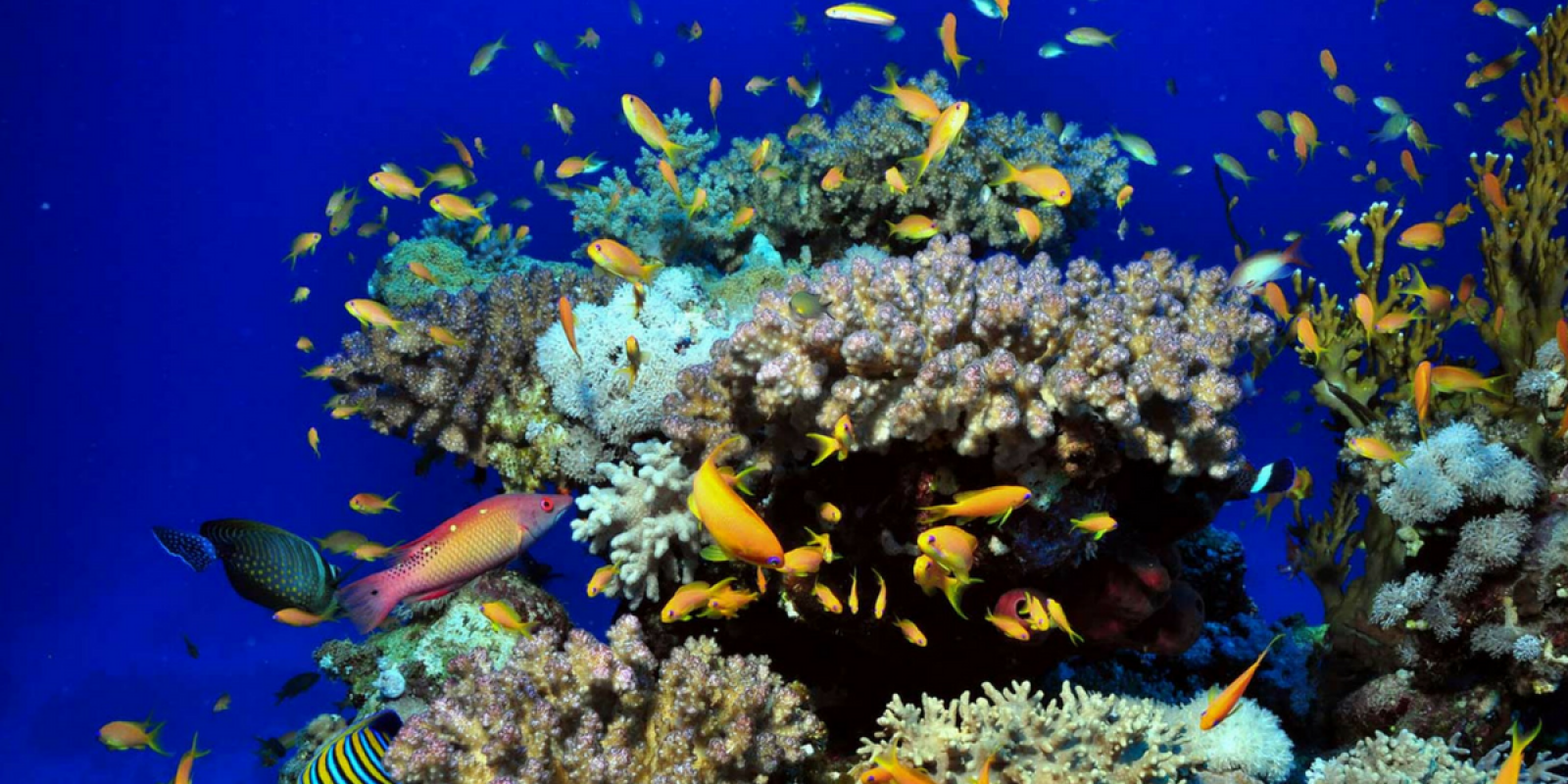 et toujours de charmants petits poissons colorés
