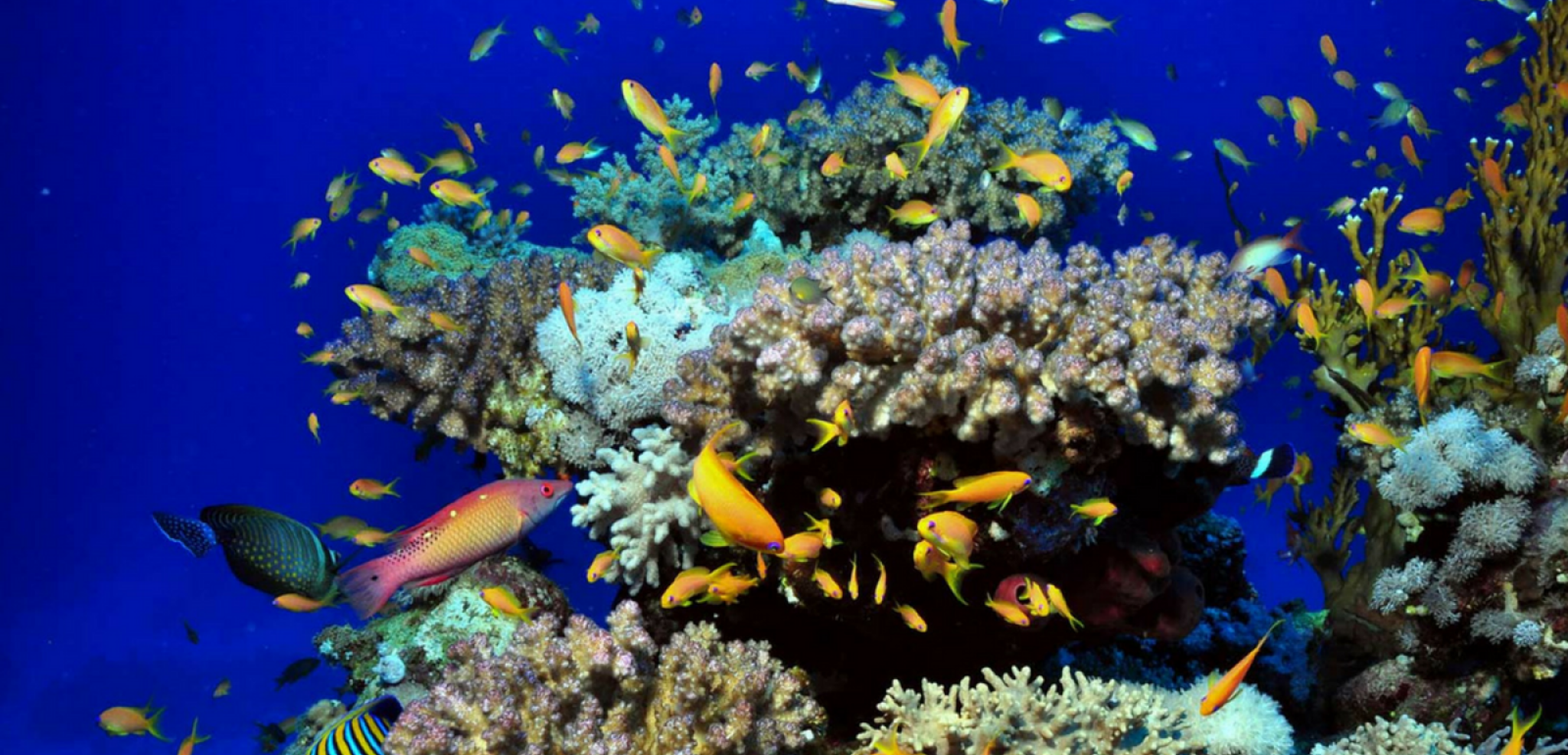 et toujours de charmants petits poissons colorés